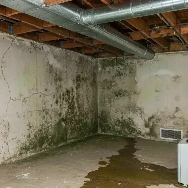 Professional Mold Removal in Doniphan County, KS